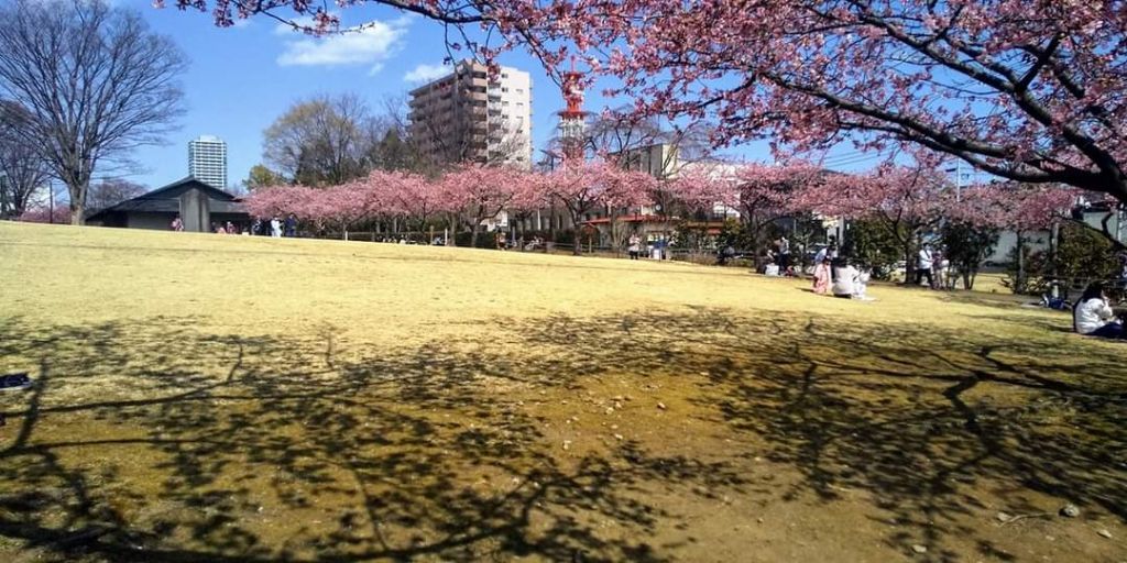 宇都宮城址公園の桜