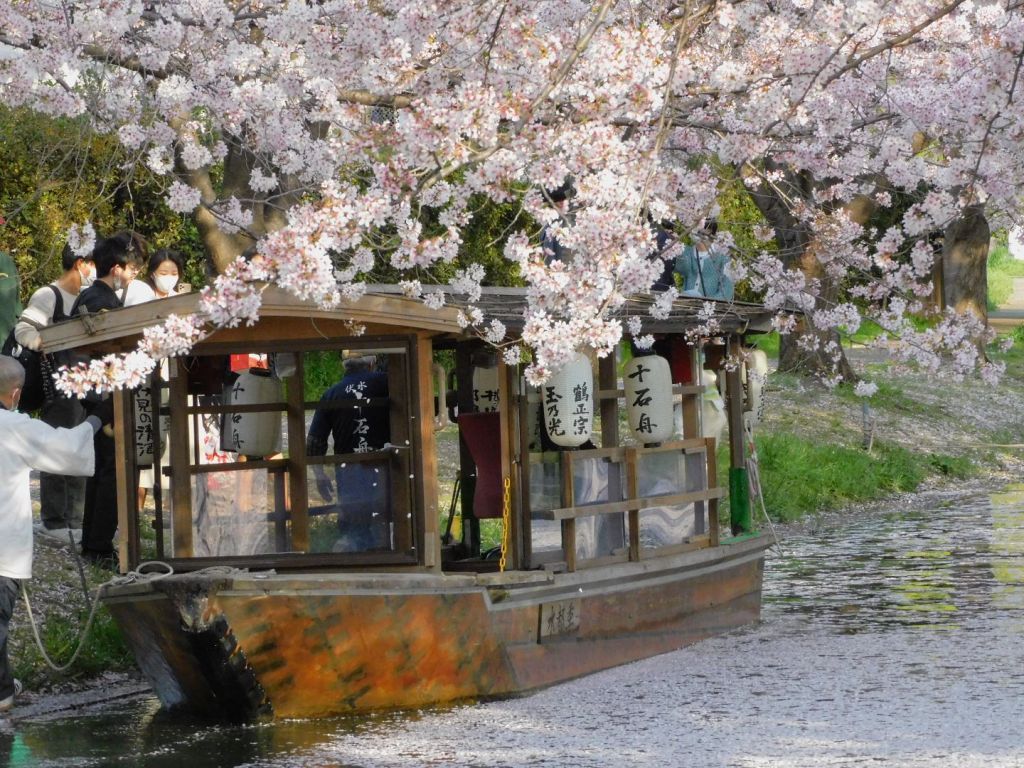 伏見十石舟の桜 花見特集22