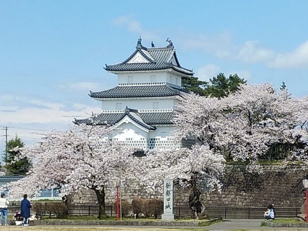新発田城址公園の桜の投稿写真 9件