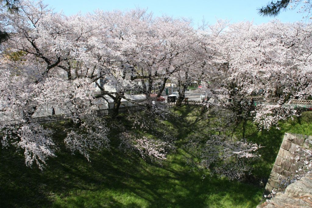 名古屋城の桜 花見特集21