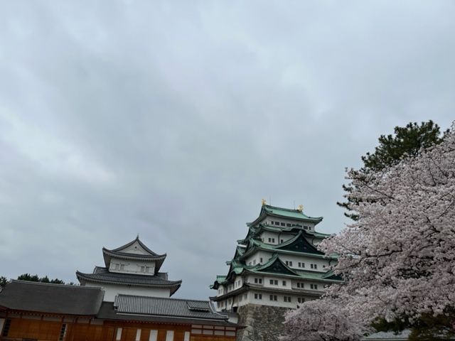 名古屋城の桜 花見特集22