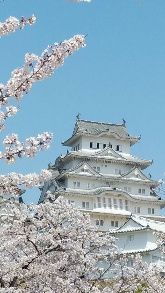 姫路城の桜 花見特集22