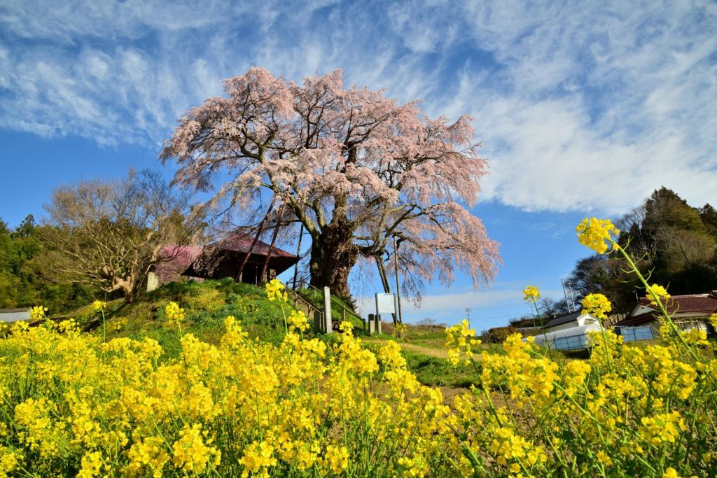 上石の不動桜｜花見特集2026