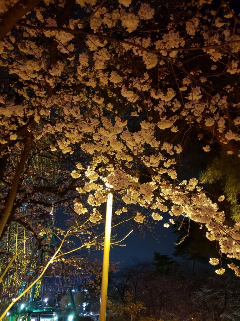 華蔵寺公園の桜 花見特集21
