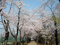 鎌ケ谷市制記念公園の桜の写真