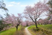 帯広市緑ケ丘公園の桜の写真