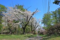 小樽公園の桜の写真