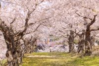 オニウシ公園の桜の写真