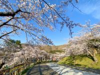 函館公園の桜の写真