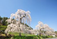 毛越寺の桜の写真
