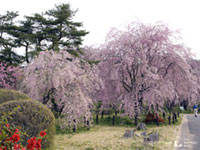 米内浄水場のシダレ桜の写真