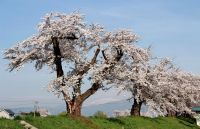 白水川堤防桜並木の写真