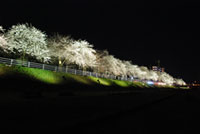 馬見ヶ崎さくらラインの桜の写真