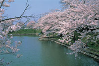 最上公園（新庄城址）の桜の写真