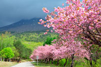 福島県 昭和の森の桜の写真