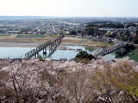 鳥羽山公園の桜の写真