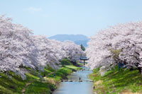 藤田川ふれあい桜の写真