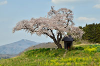 小沢の桜の写真