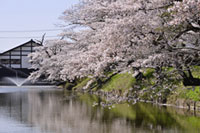 中村城跡公園 馬陵公園の桜の写真