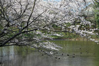 水海道あすなろの里の桜の写真