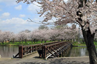 吉野公園の桜の写真