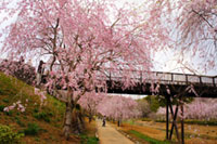 常陸風土記の丘の桜の写真