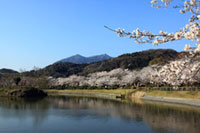 北条大池周辺の桜の写真