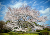 桜山公園（茨城県護国神社周辺）の桜の写真