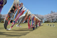 壬生町総合公園の桜の写真
