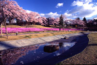長峰公園の桜の写真
