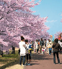 東雲公園の桜の写真