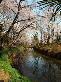 城之内公園の桜の写真