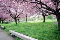 伊香保グリーン牧場の桜の写真