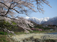水上温泉(諏訪峡付近)の桜の写真