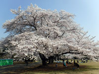 県営狭山稲荷山公園の桜の写真