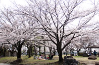 杉戸西近隣公園の桜の写真
