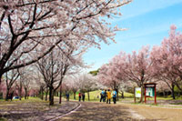高尾さくら公園の桜の写真