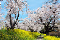 城ヶ谷堤の桜の写真