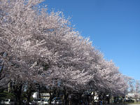 鴻巣公園の桜の写真