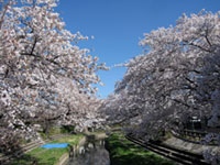 元荒川の桜並木（鴻巣市）の写真