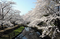 若泉公園の桜の写真
