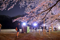 伊奈町無線山桜並木の写真