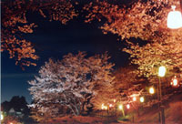 さくらの山公園（越生町）の桜の写真