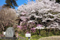慈光山歴史公苑の桜の写真