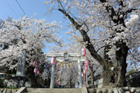 城山稲荷神社の桜の写真