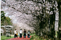 みさと公園の桜の写真