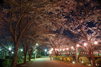 鶴ヶ島市運動公園の桜の写真