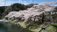 鎌北湖の桜の写真