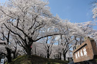 城山公園（雉岡城跡）の桜の写真