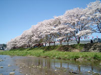 塩田耕地堤の桜の写真
